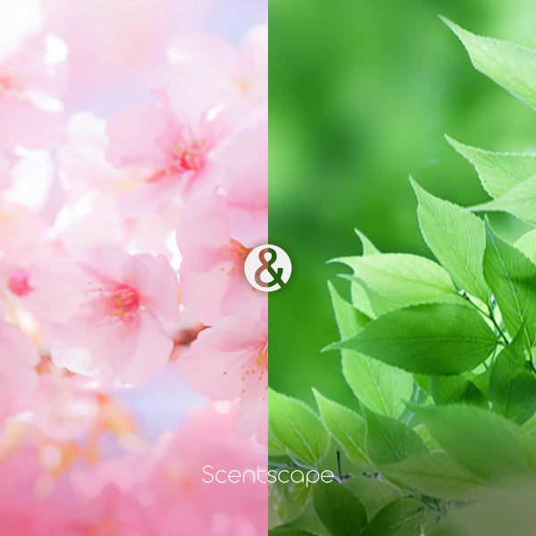 Japanese Incense Sticks ScentScape – Sakura & Green Leaf